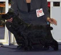 http://www.ofmerrily.com/lilinantes1.jpg